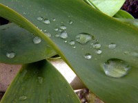 /album/plants/plant-13-jpg/